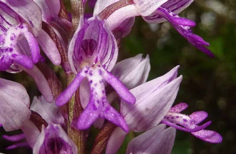 Orchis militaris - Cadine (TN)